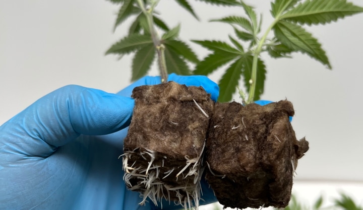 Dynamic light recipe provides optimal and uniform propagation of cannabis