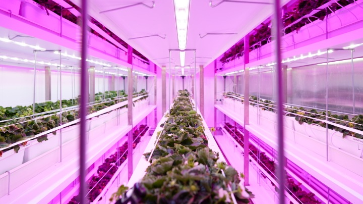 3 Tips for growing strawberries without daylight with Philips LED