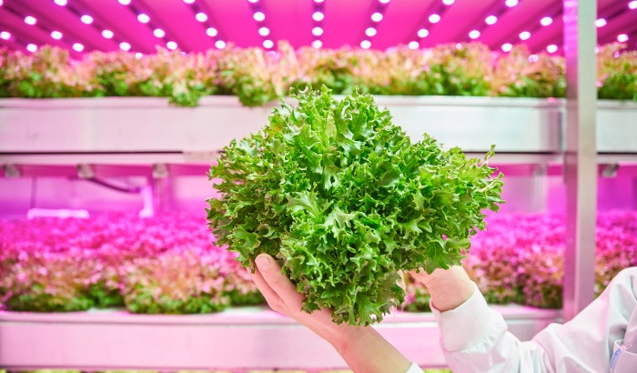 Improves shelf life and vitamins in your lettuce
