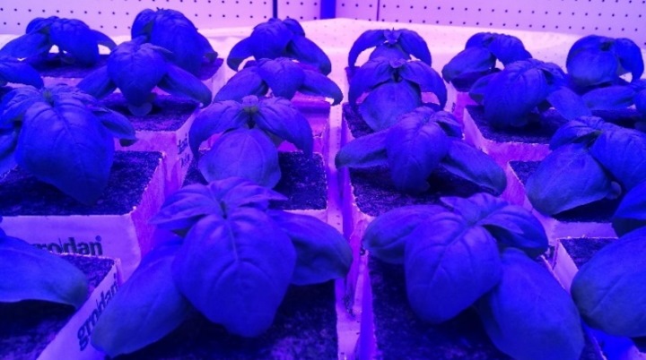 LEDs are part of a new system that gives access to new capabilities, such as climate fine-tuning, saving energy and slides with plant data.