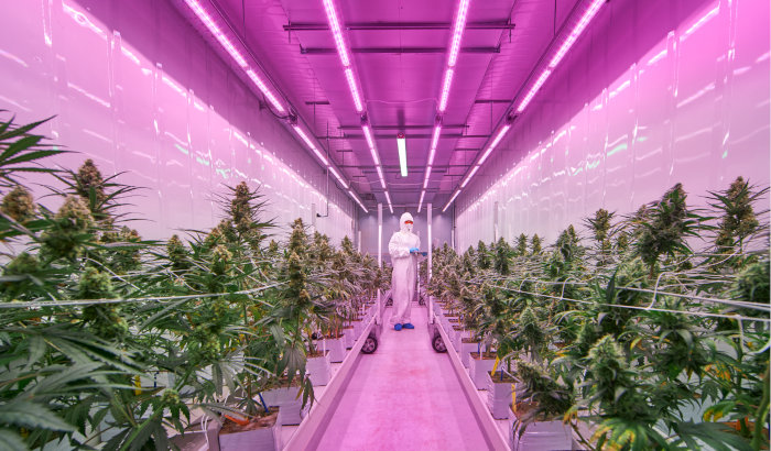 LED light recipe can enhance rooting of stem cuttings