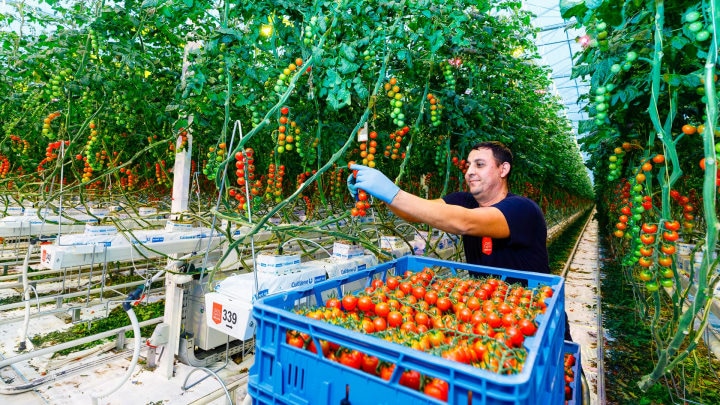 LED indoor grow lights for vegetables boost harvest and quality of crops
