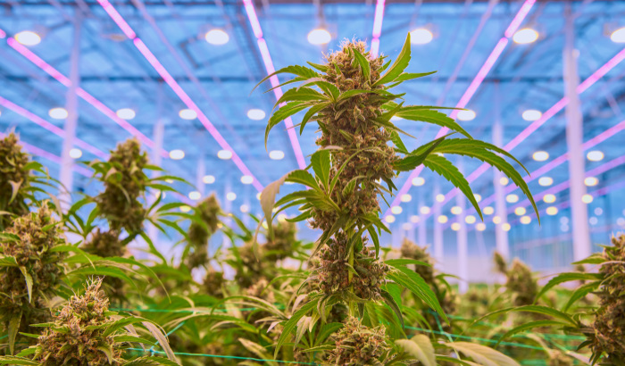 Can you increase yields for medical cannabis with LED lighting?