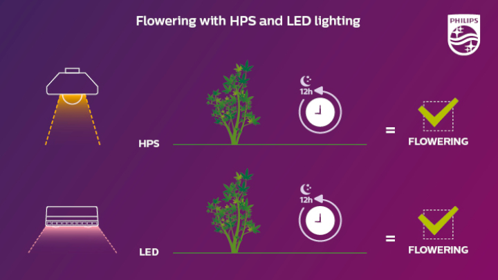 Flowering occurs with both HPS and LED, if the plants get at least 12 hours of full darkness