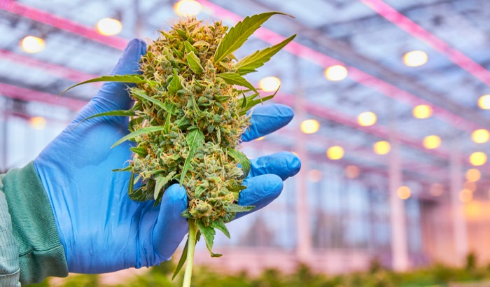 Will medical cannabis flower with LED lighting?