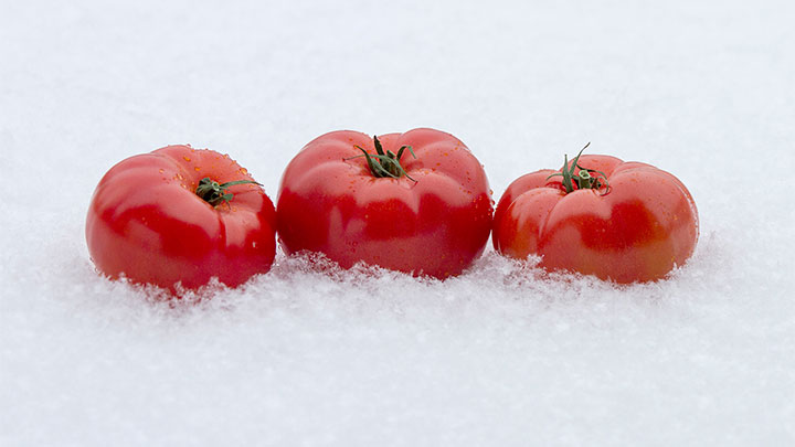 fresh, flavorful, and tasty winter tomatoes