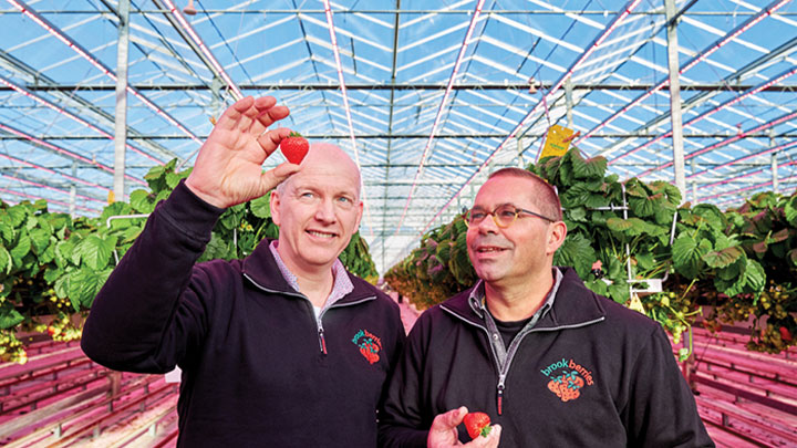 Brookberries