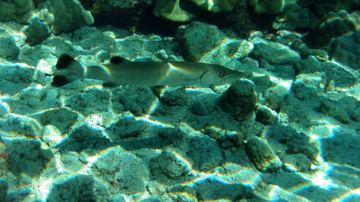 Great barracuda caustics