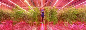 Lampes de croissance DEL pour plantes