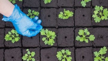 Les lampes à LED de propagation augmentent les taux de réussite de la propagation	