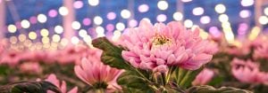 Lampes de croissance à LED pour la floriculture