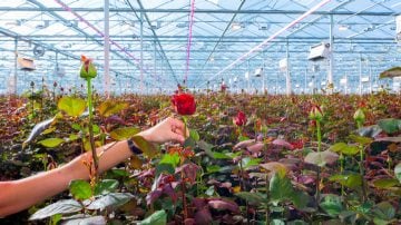 Les lampes de croissance LED améliorent la qualité et le rendement des roses