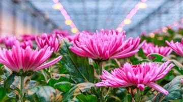 Apprendre du chrysanthème d’Arcadia