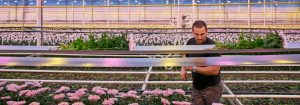 Obtenez des chrysanthèmes plus robustes qui durent plus longtemps avec les lampes de croissance à LED