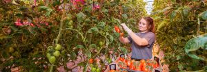 Produits LED GreenPower pour l'horticulture