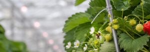 Lampes pour floraison LED Philips GreenPower