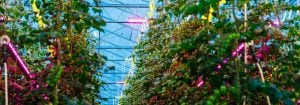 Éclairage compact en hauteur LED Philips GreenPower