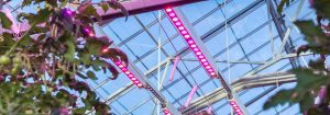 Éclairage linéaire en hauteur LED Philips GreenPower