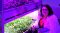 Allumer les lampes de croissance de plantes LED Céline
