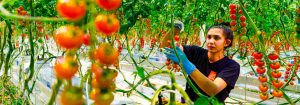 Cultiver des légumes et des fruits