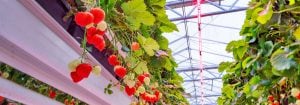 Cultiver des fruits avec des LED