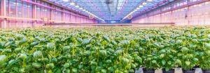 Cultivez des herbes en intérieur avec des LED