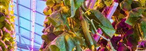 Lampes LED pour la culture de légumes
