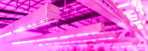 Lampes LED pour l'agriculture verticale