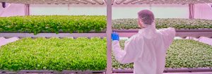 Comment se lancer dans l’agriculture verticale