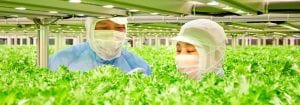 Production de légumes à haut rendement