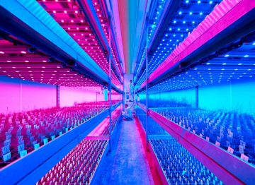 Plusieurs cycles de culture par an