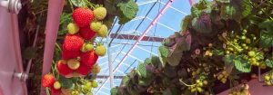 L'entreprise cultive des fraises avec l'éclairage en hauteur LED Philips GreenPower