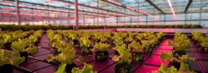 Le producteur réduit le temps de culture de près de 30 % avec les lampes de croissance LED Philips