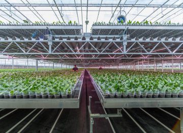 Contrôle précis de la température pendant chaque phase de croissance