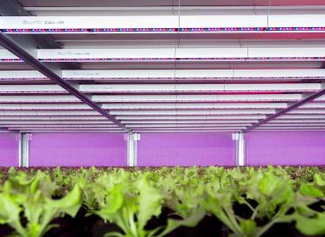 Croissance toute l’année pour les amateurs de laitue