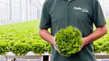 Roy et Mark Delissen sont les propriétaires de Deliscious, une entreprise de culture de laitue qui a recours à l’éclairage horticole Philips