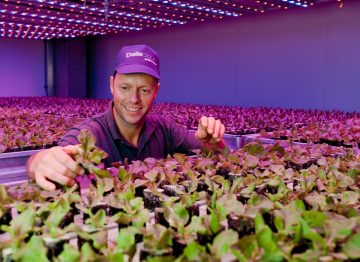 Roy et Mark Delissen sont les propriétaires de Deliscious, une entreprise de culture de laitue qui a recours à l’éclairage horticole Philips
