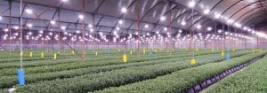 Aucune induction florale et économies d'énergie élevées