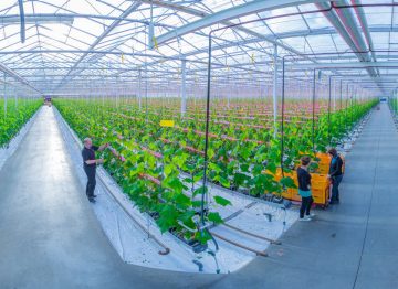 Qualité et production de nos cultures en pratique