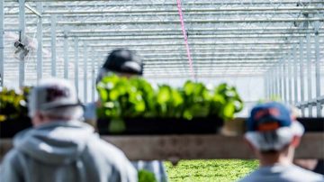 Plantes à massif Florensis