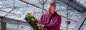 Le producteur réduit sa main-d'œuvre grâce à l'éclairage supérieur LED de Philips