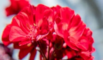 Moins de pincements nécessaires et des greffes plus rapides grâce à l'éclairage supérieur LED Philips