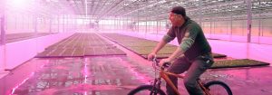 Les clients s’extasient sur la qualité des plantes cultivées sous les LED Philips