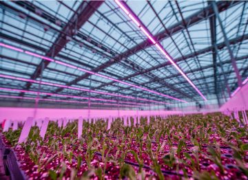 Lucas Greenhouses améliore la qualité et la vitesse de multiplication