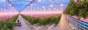 Planter les graines pour une croissance tout au long de l’année