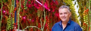 Les consommateurs préfèrent les tomates cultivées avec des LED