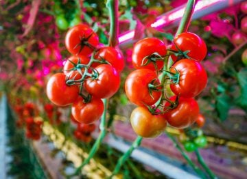 Des plantes plus saines apportent une production plus élevée et une meilleure qualité