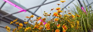 Abonnez-vous à la newsletter Solutions LED horticoles