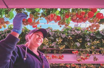 teambanner brookberries