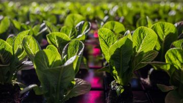 Growing seeds